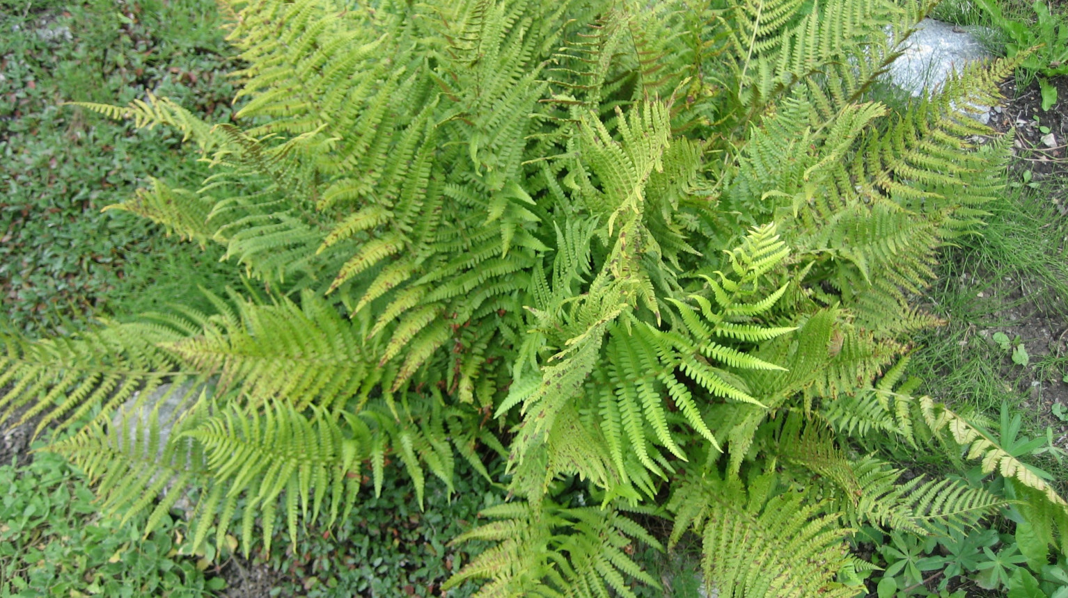 Fern Worm fern