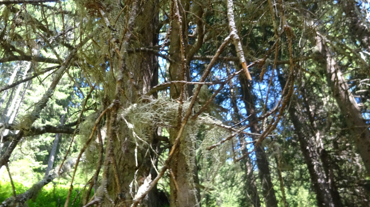 Lichen barber's lichen