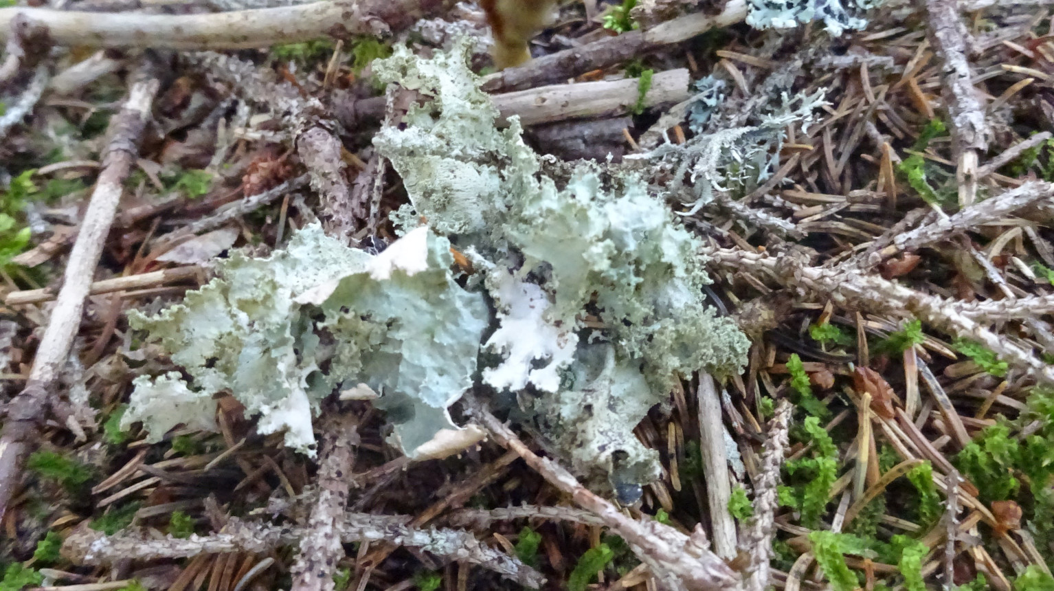 Lichens