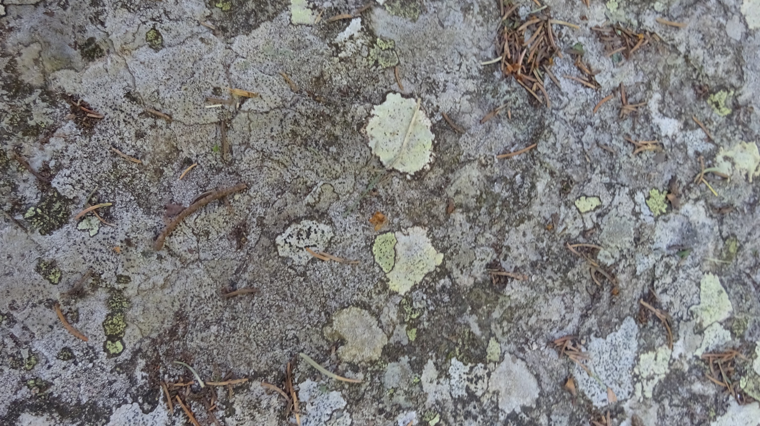 Lichens on rock