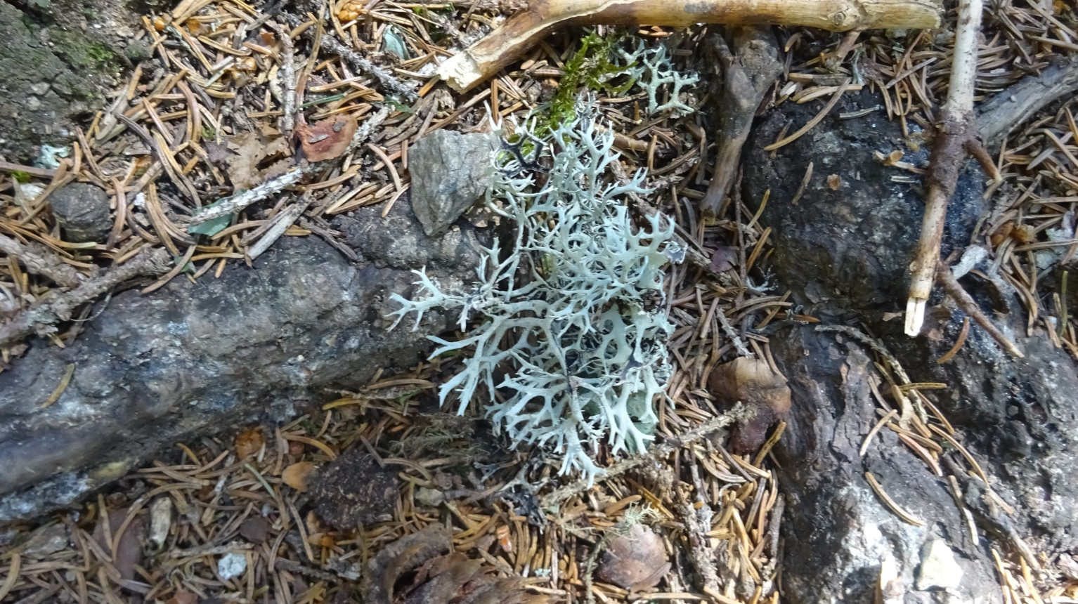 Lichens tree lichen