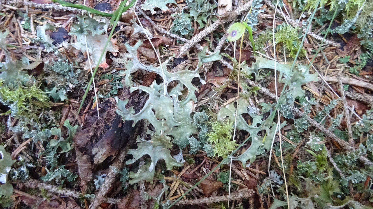 Lichens and mosses