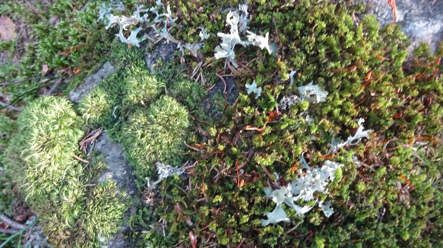 Lichens and mosses