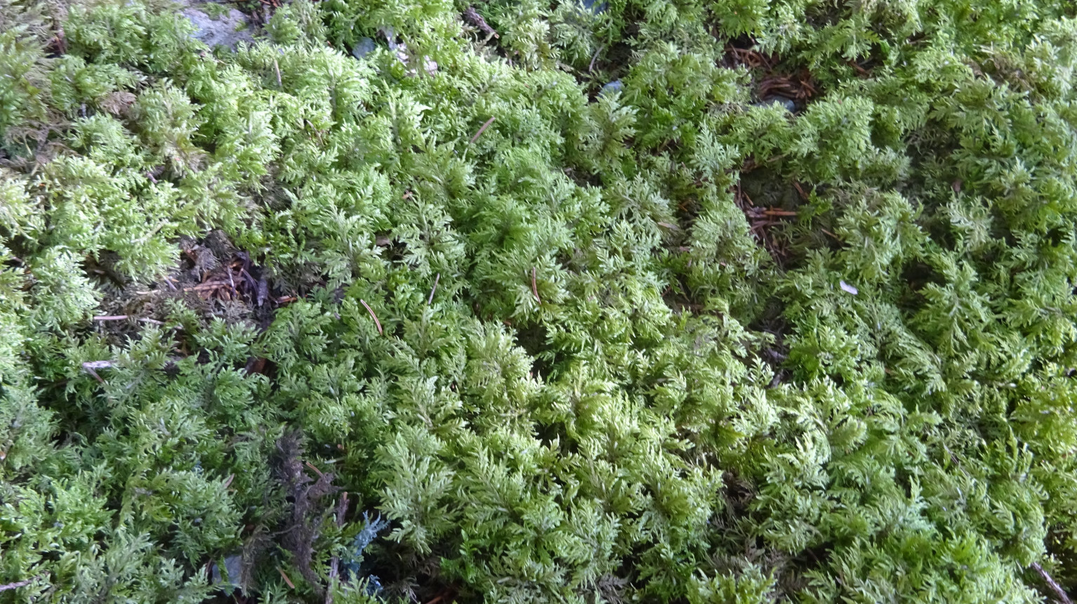 Moss rug