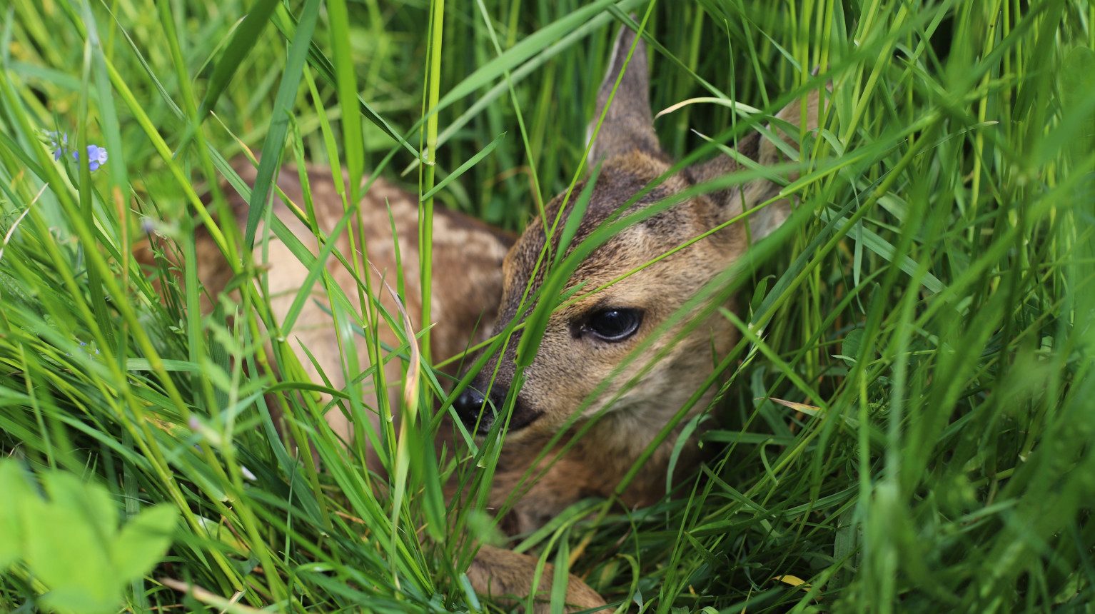 Hunting and hunting planning.