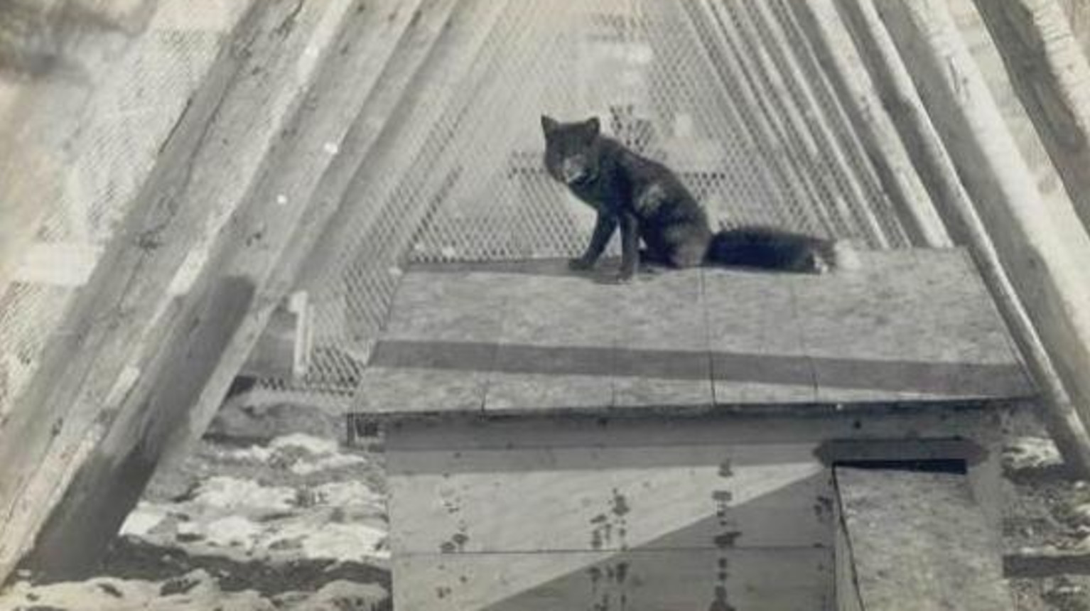 A fenced-in silver fox (undated photo, at free disposal).