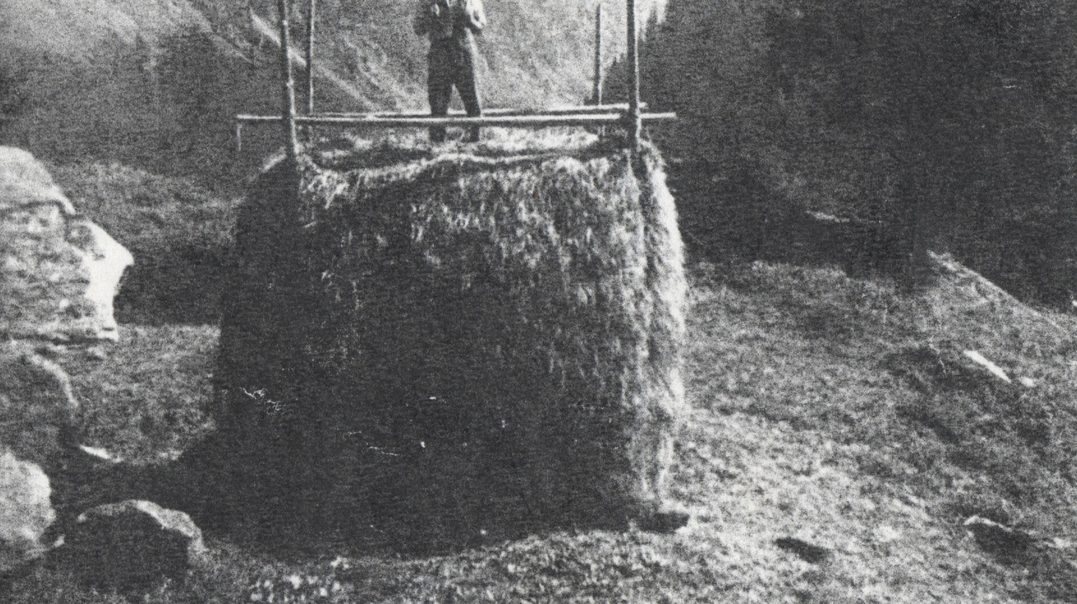 The hay was piled up to quadratic hayricks (Tristen) by using four long wood sticks. Proud Josef Antonietti on a hayrick «uf em Gyr», 1951 (at free disposal).