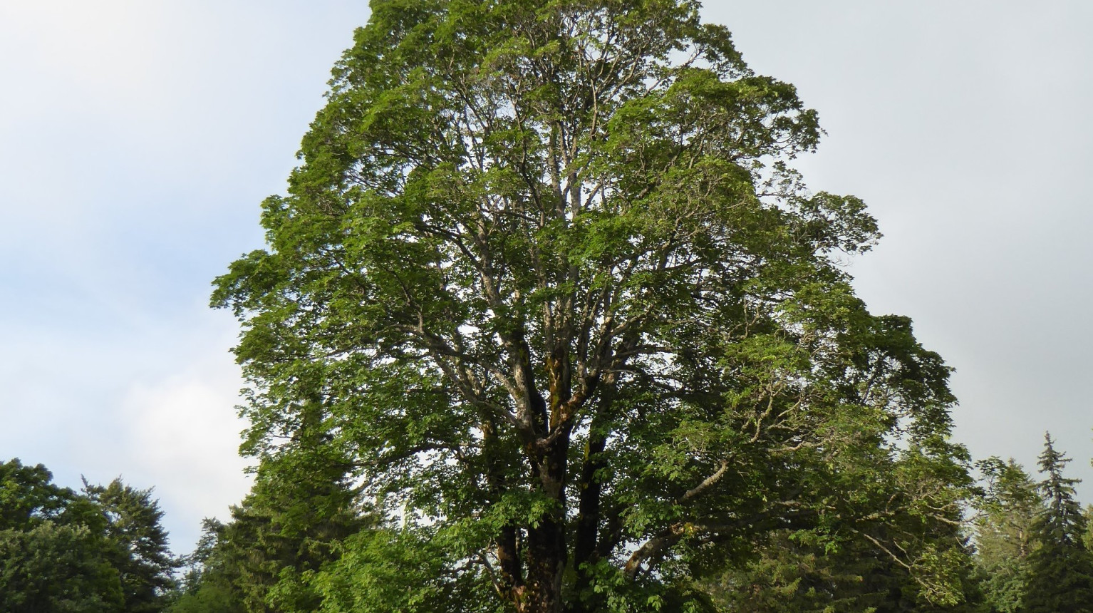 Sycamore maple (photo AWN Graubünden)