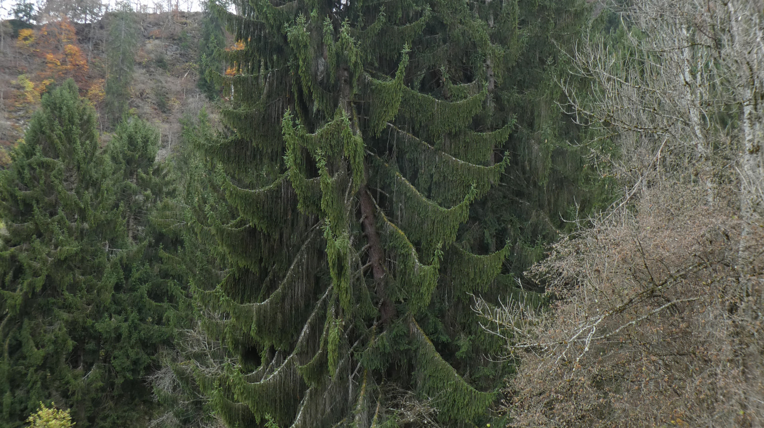 Fichte Baum (Bild AWN Graubünden)