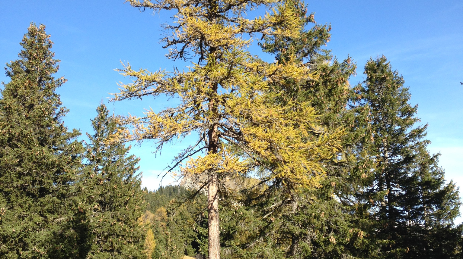 Lärche im Herbst (Bild AWN Graubünden)