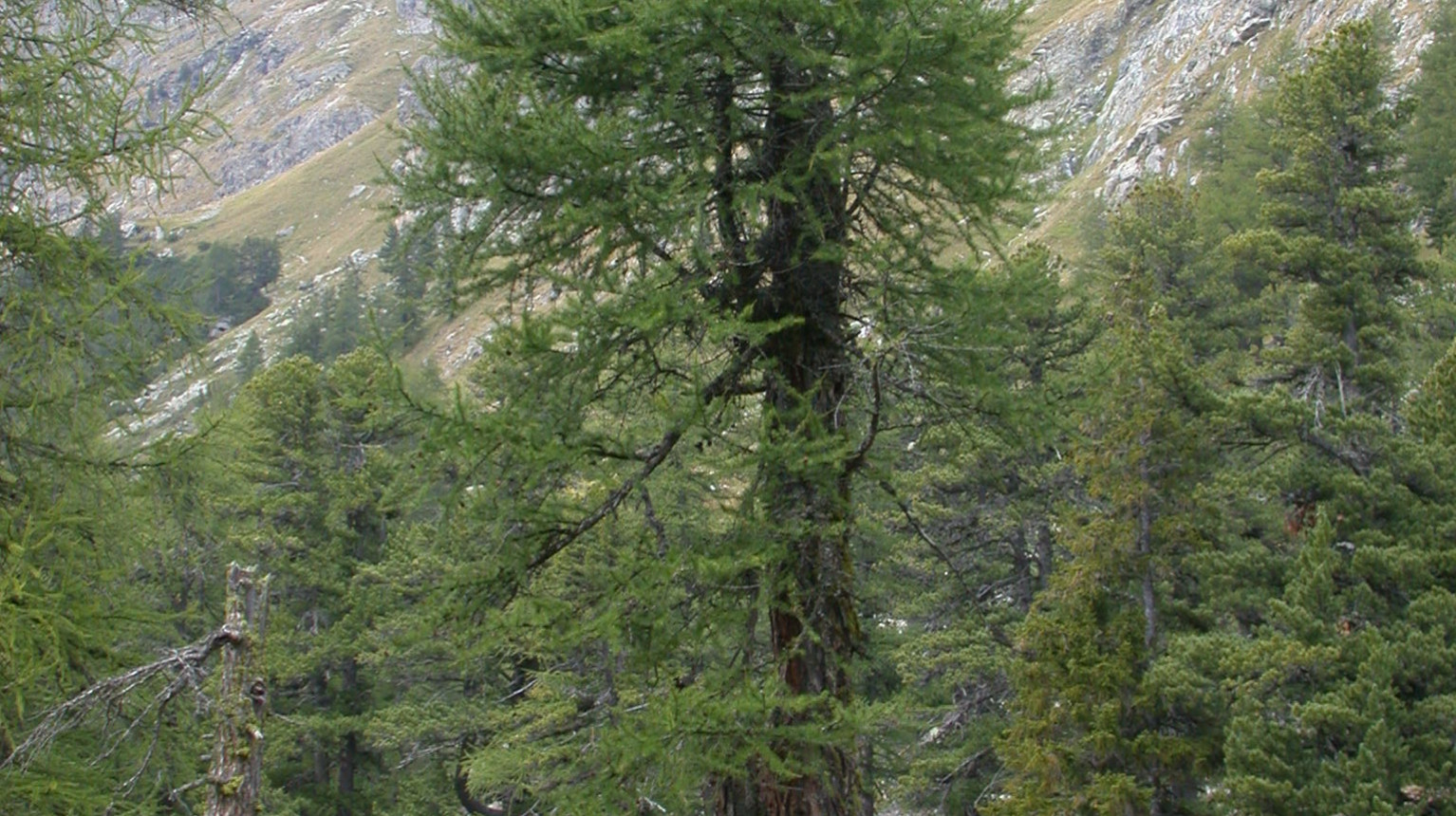 Lärche (Bild AWN Graubünden)