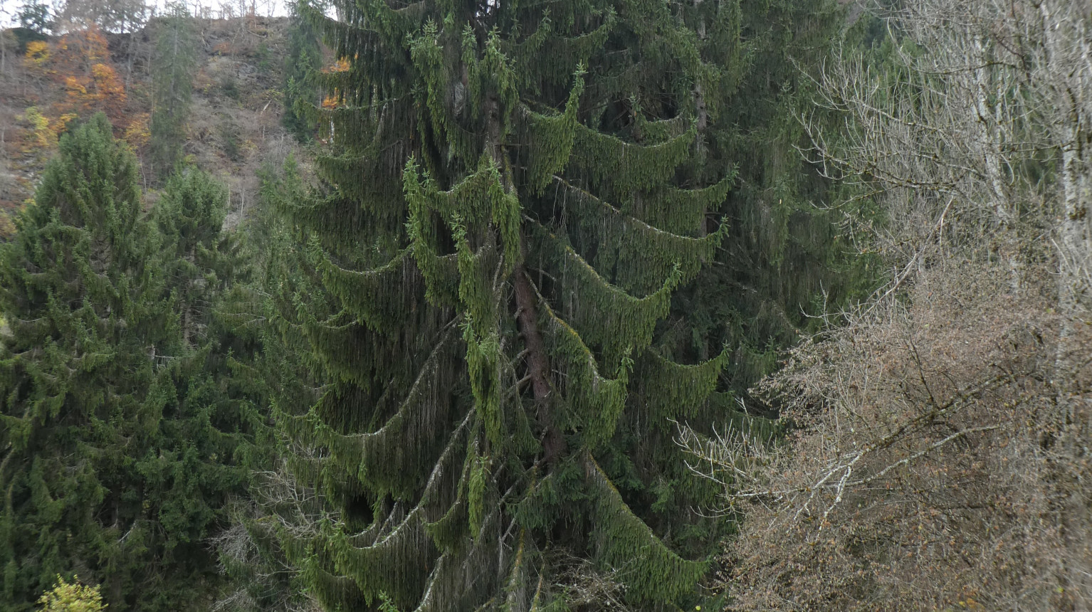 Spruce tree (photo AWN Graubünden)