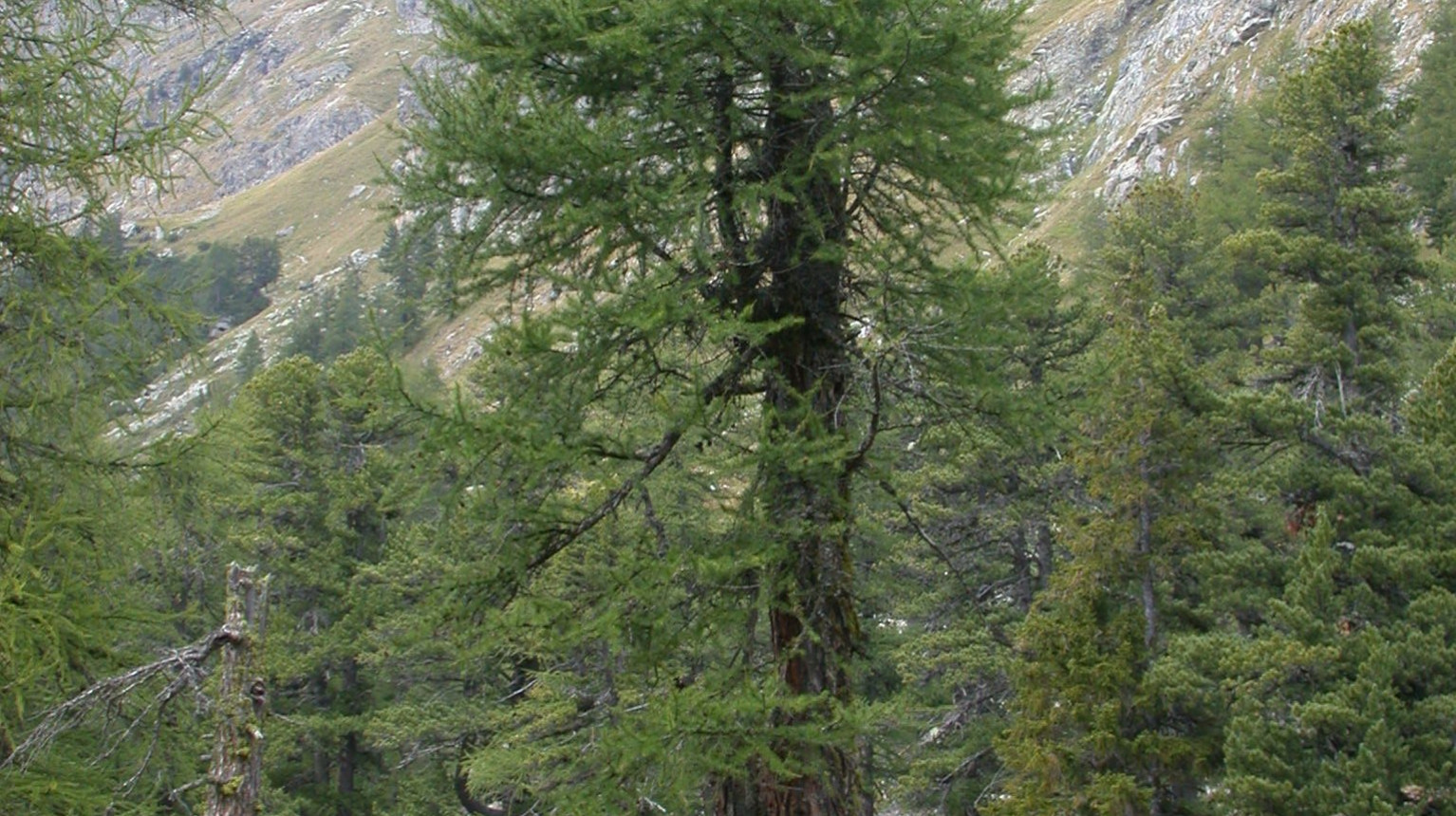 Larch (hoto AWN Graubünden)