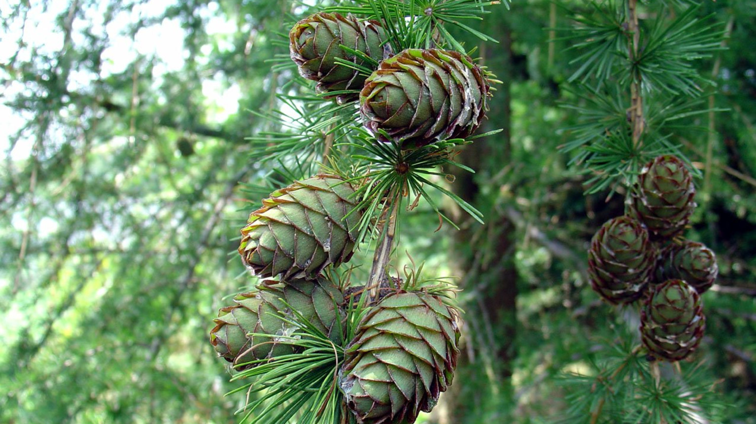 Larch cone