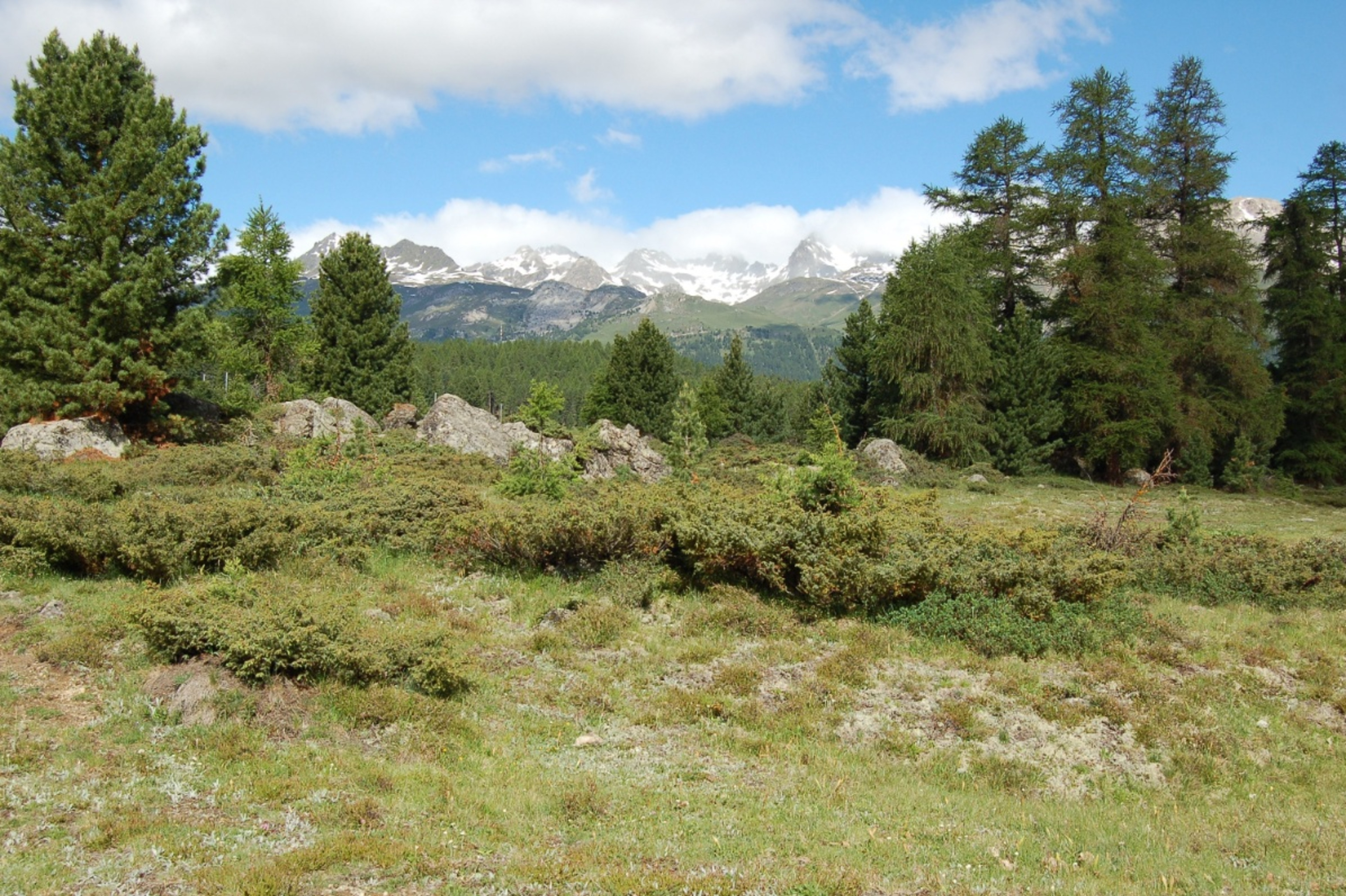 Moorseen von St. Moritz