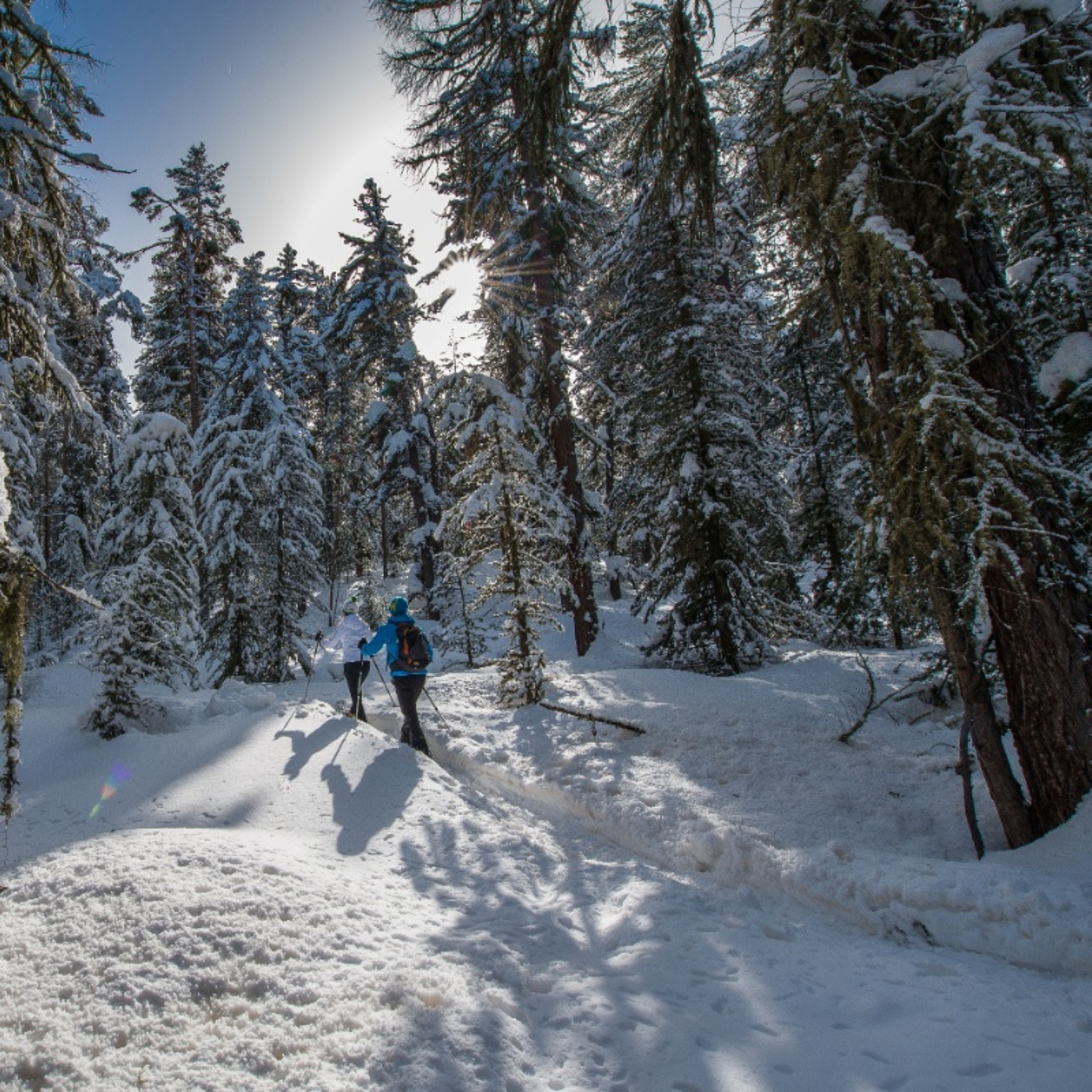 Celerina - Pontresina (SwissMobil Route 564)