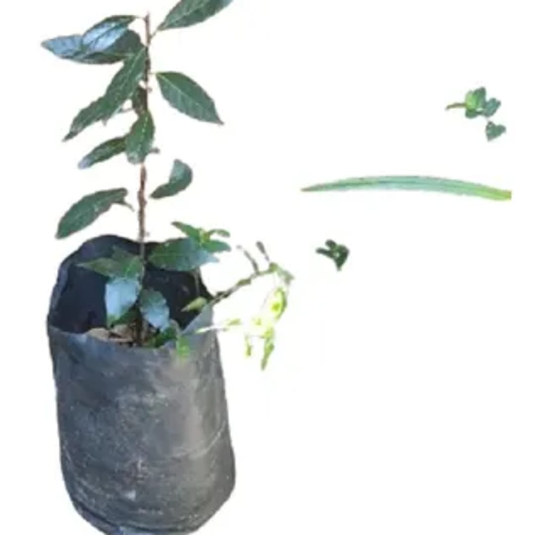 Árbol De Laurel - Laurus Nobilis - Imagen 1