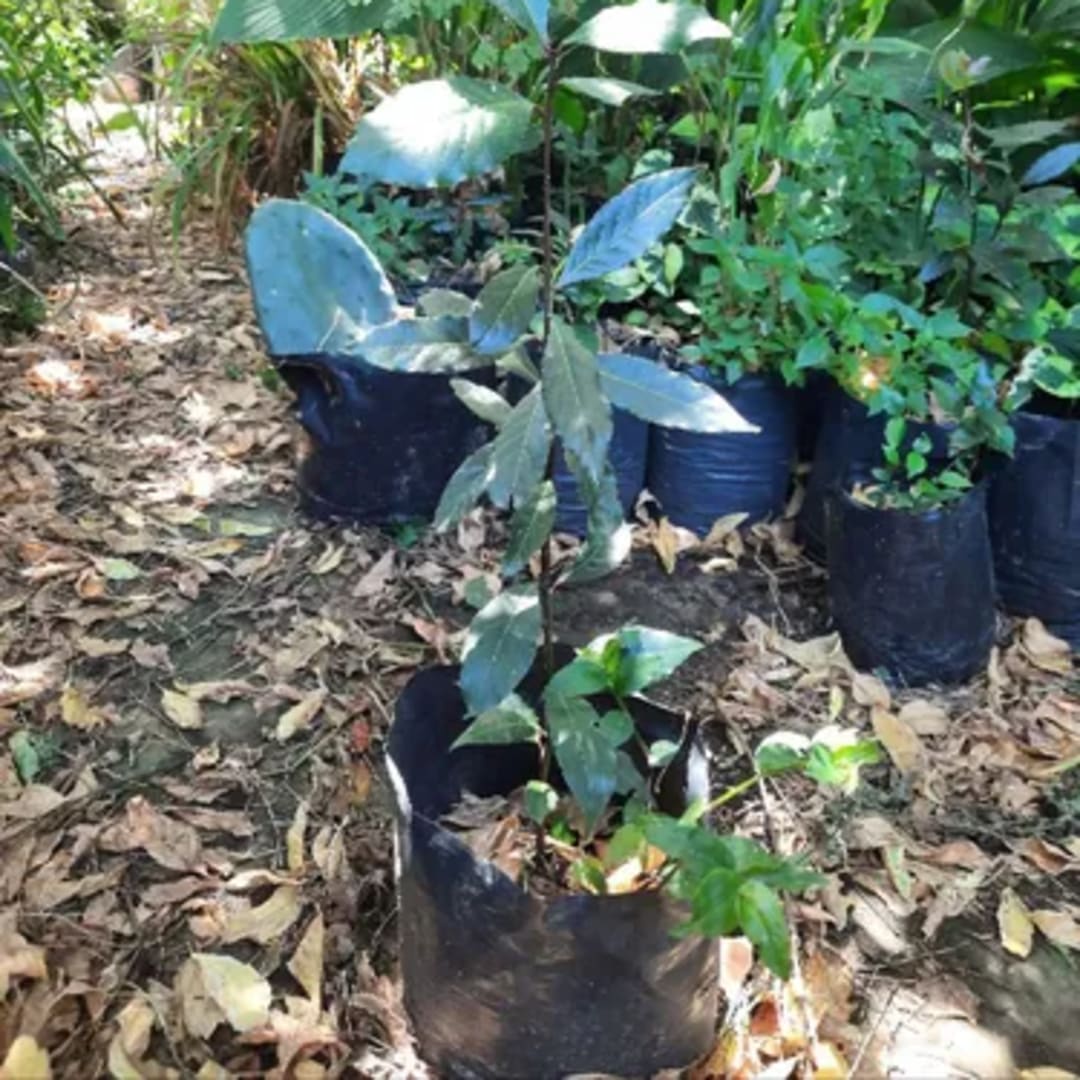 Árbol De Laurel - Laurus Nobilis - Miniatura 2