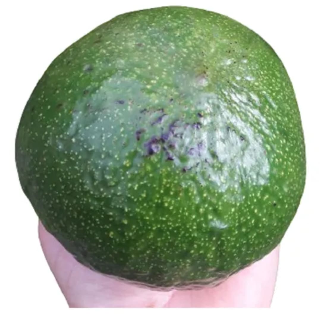 Árbol De Palta Persea Americana - Imagen 1