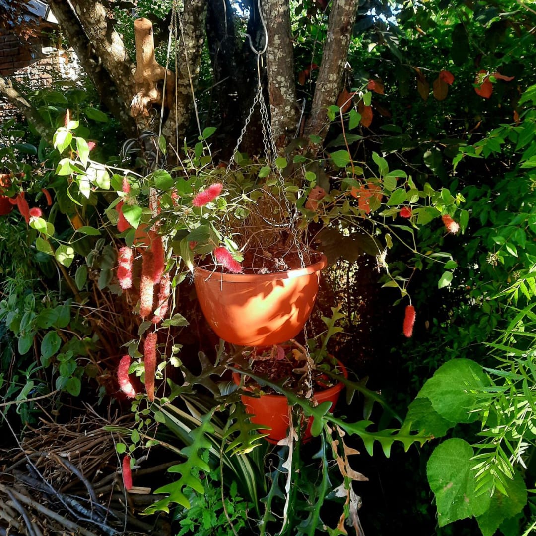 Acalypha Reptans - Cola de zorro - Chenilla - Acalifa, planta colgante, apoyante y cubre suelo - Imagen 1