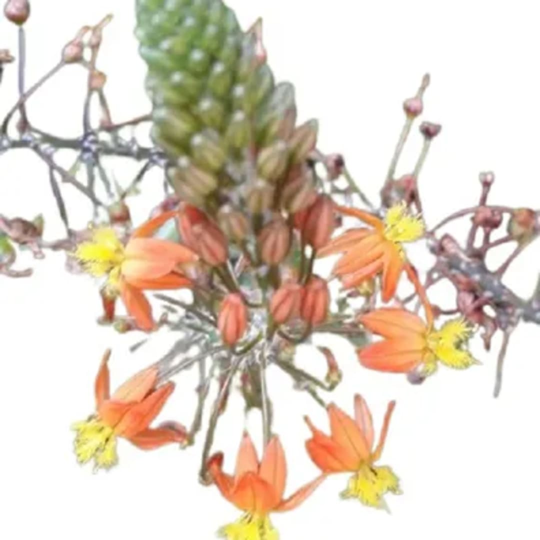 Bulbine Frutescens Naranja - Imagen 1