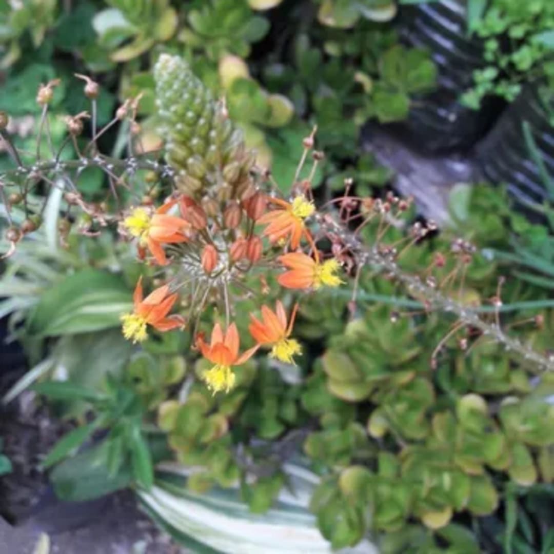 Bulbine Frutescens Naranja - Miniatura 2