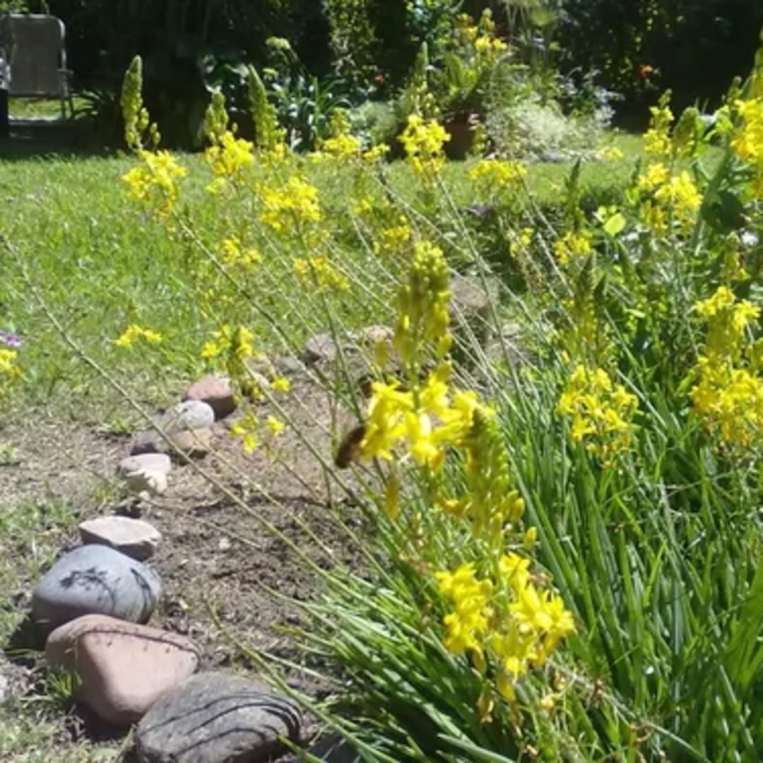 Bulbine Frutescens Naranja - Miniatura 3