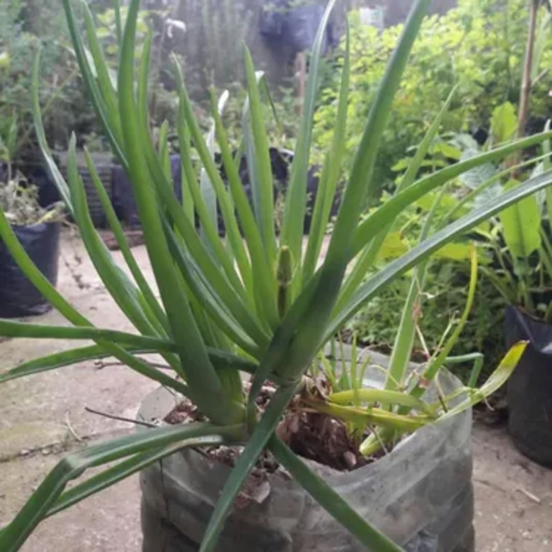 Bulbine Frutescens Naranja - Miniatura 4