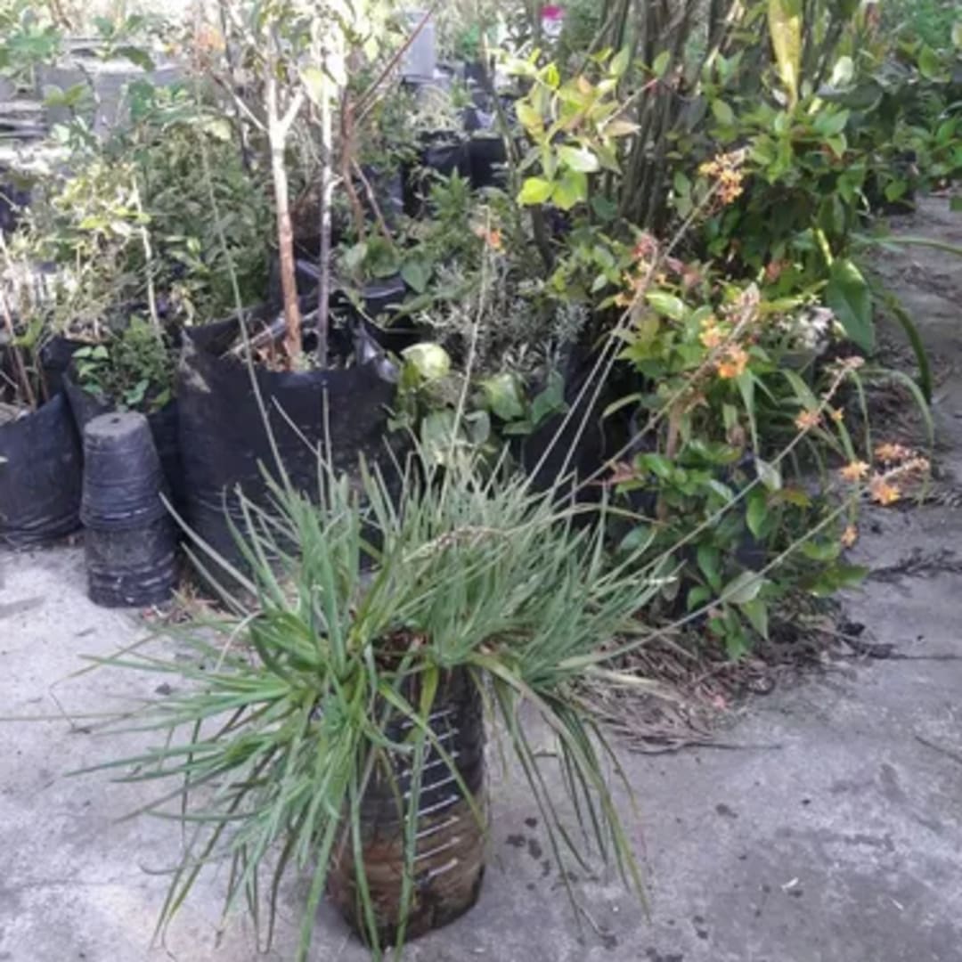 Bulbine Frutescens Naranja - Miniatura 6