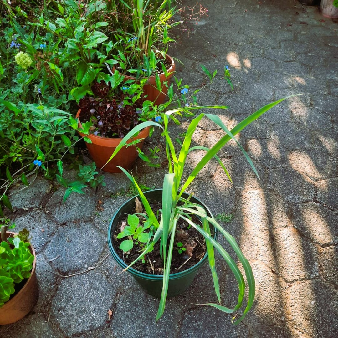 Cymbopogon Citratus - Pasto limón - Lemon Grass - Hierba de limón - Citronnelle - Zacate limón - Limonaria - Miniatura 2