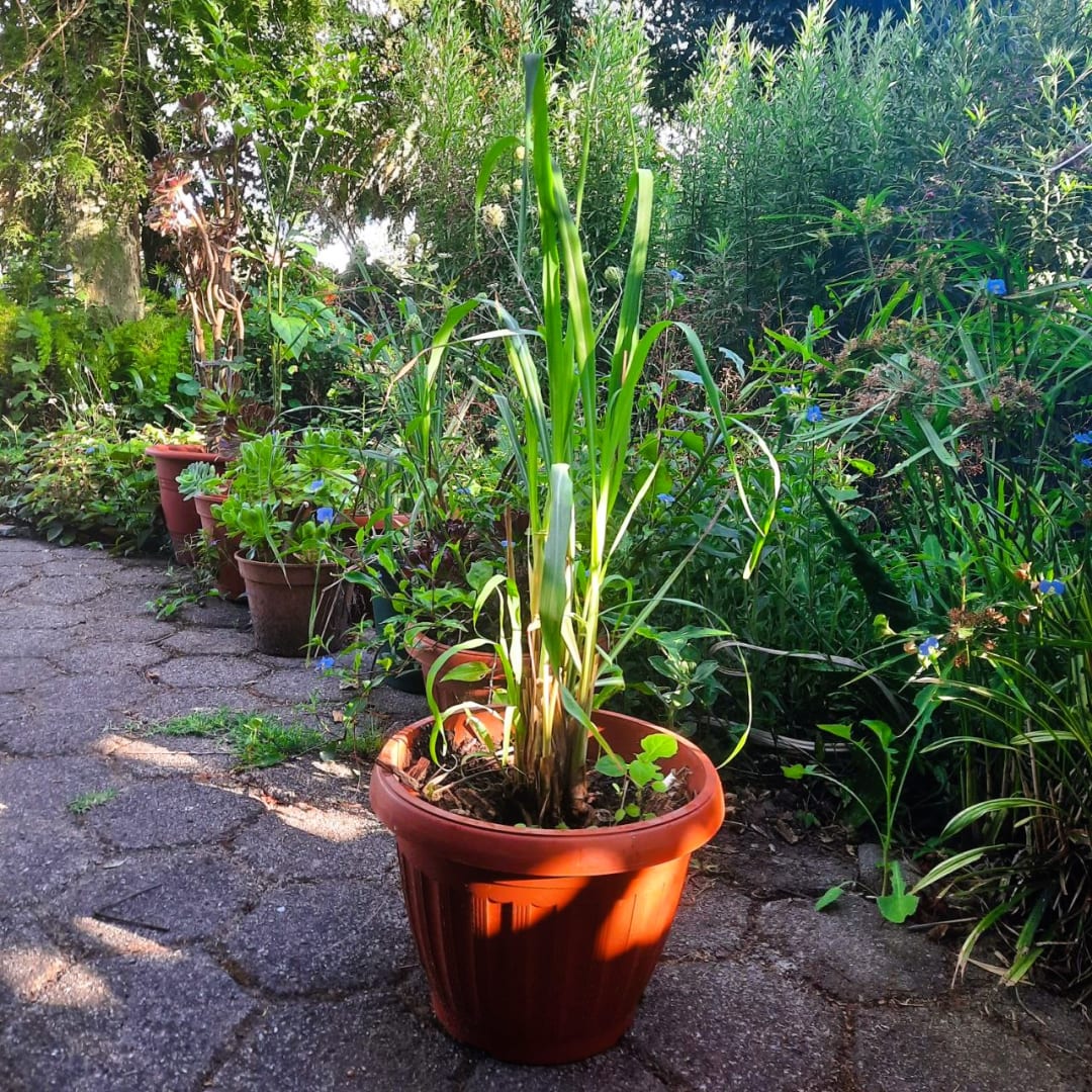 Cymbopogon Citratus - Pasto limón - Lemon Grass - Hierba de limón - Citronnelle - Zacate limón - Limonaria - Imagen 1