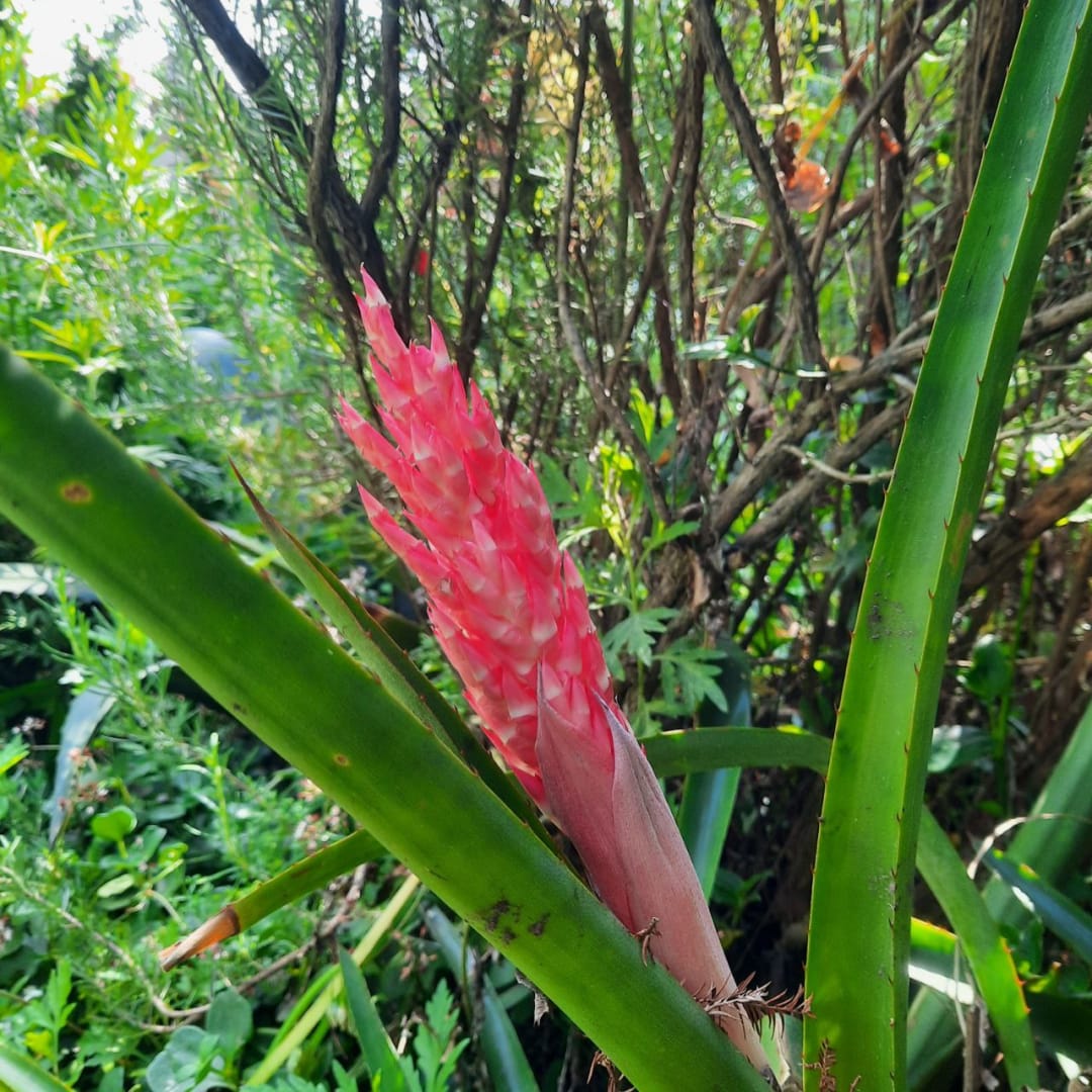 Bromelia Aechmea Distichantha Caraguatá - Miniatura 2