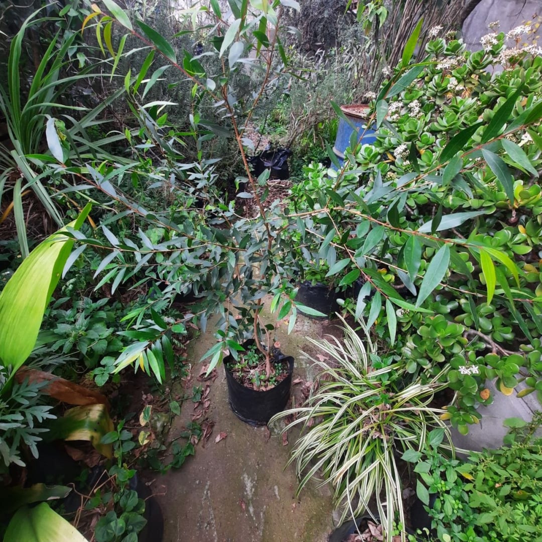Arrayán - Myrtus communis – Mirto - Mapudungun - Arbusto de monte nativo - Medicinal - Miniatura 3