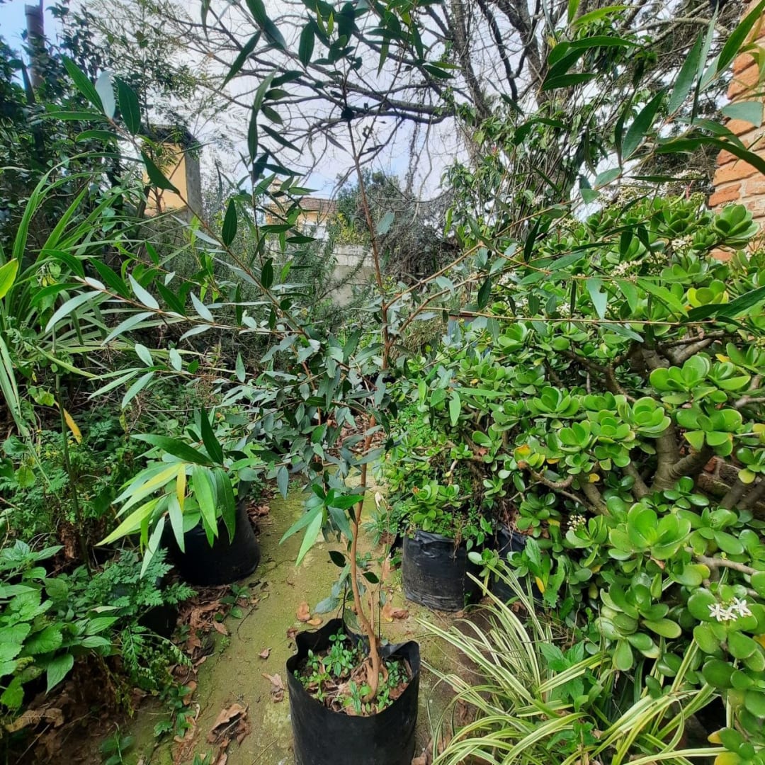 Arrayán - Myrtus communis – Mirto - Mapudungun - Arbusto de monte nativo - Medicinal - Miniatura 2