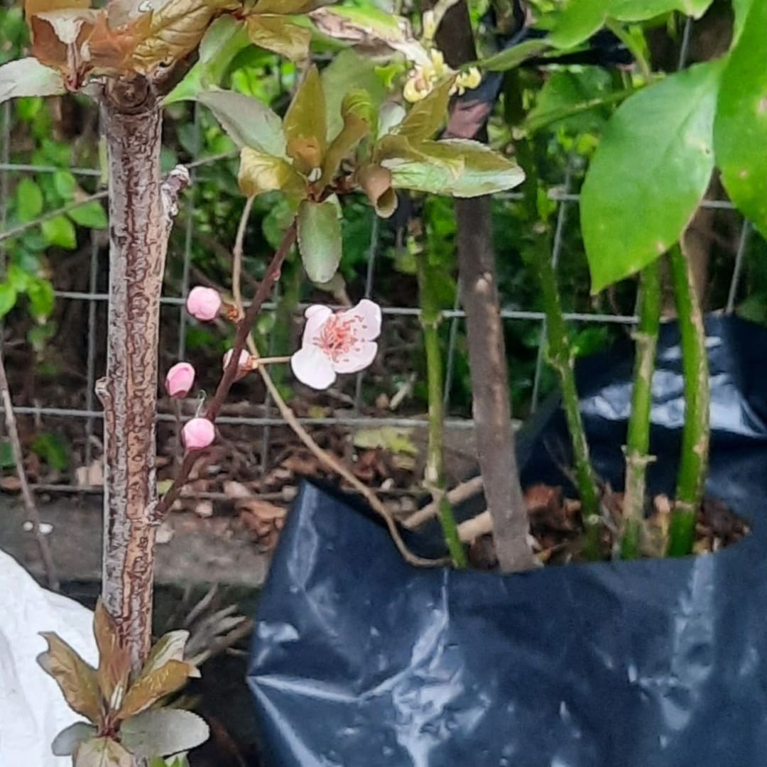 Ciruelo Prunus Cerasifera Pissardii - Miniatura 6