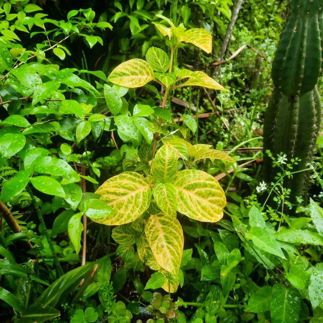 Iresine diffusa Herbstii - Púrpura Peruana - Jareaene - Bloodleaf - Herbst's Bloodleaf - Chicken Gizzard - Miniatura 4