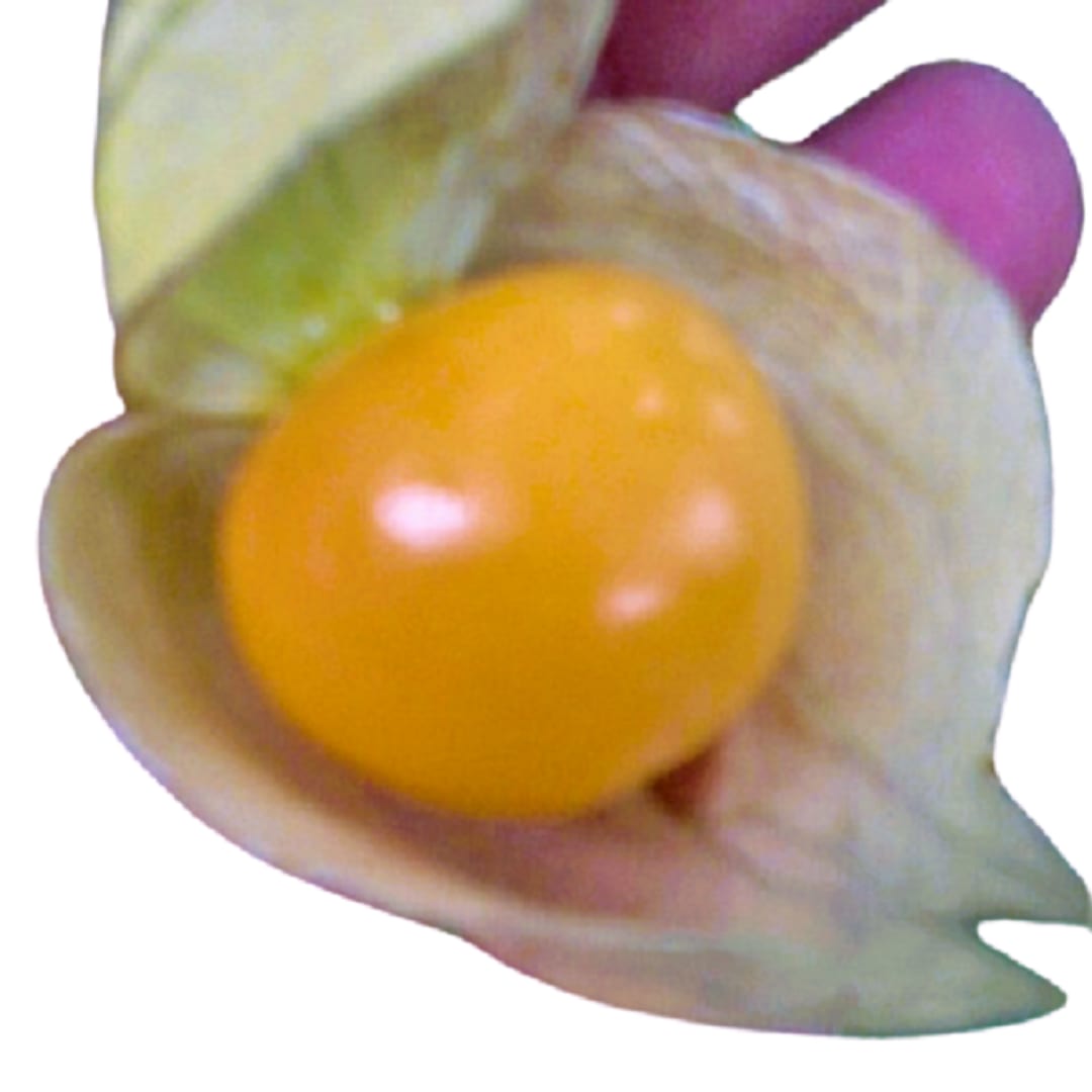Physalis Peruviana Aguaymanto Uchuva - Imagen 1