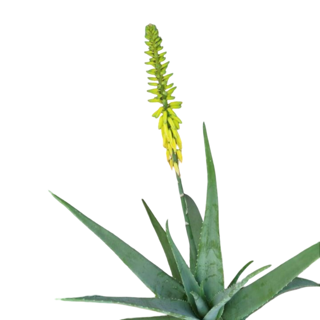 Aloe vera Barbadensis Miller - Imagen 1