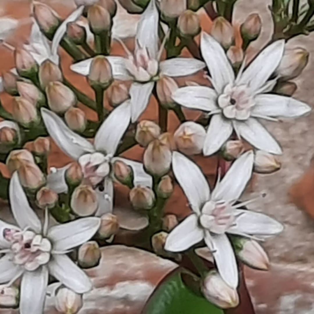 Árbol De Jade Crassula Ovata - abundancia y prosperidad -  flores que sanan el alma - Imagen 1