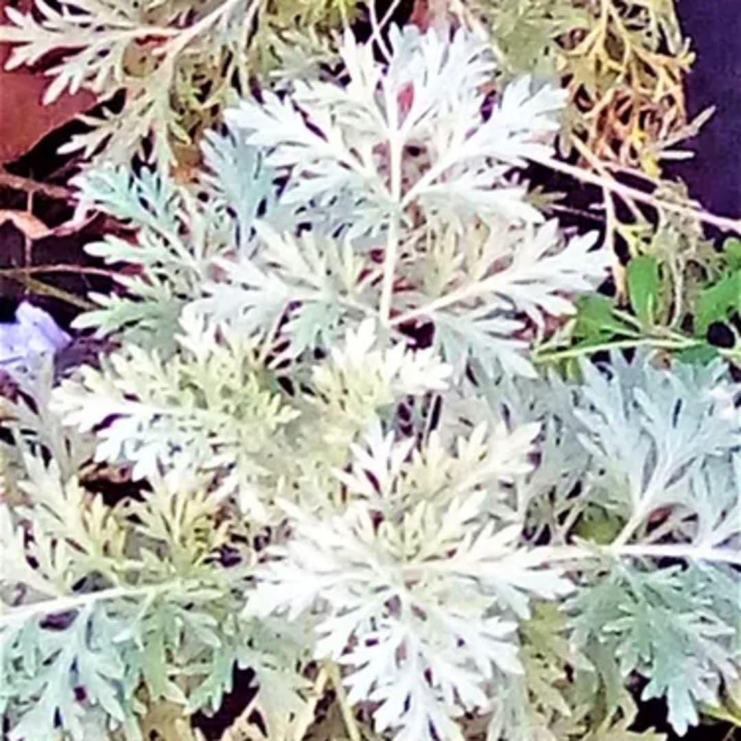 Ajenjo Artemisia Absinthium - Miniatura 2