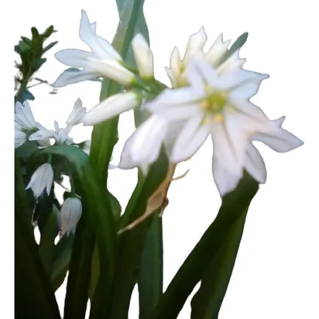 Ajo Silvestre Allium Triquetrum - Imagen 1