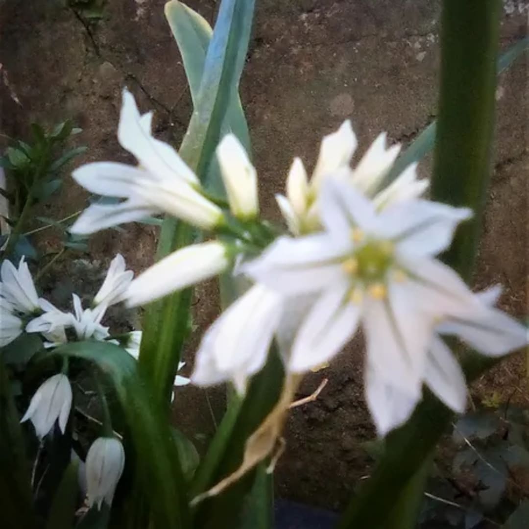 Ajo Silvestre Allium Triquetrum - Miniatura 2