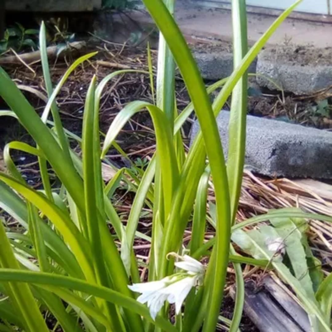 Ajo Silvestre Allium Triquetrum - Miniatura 3