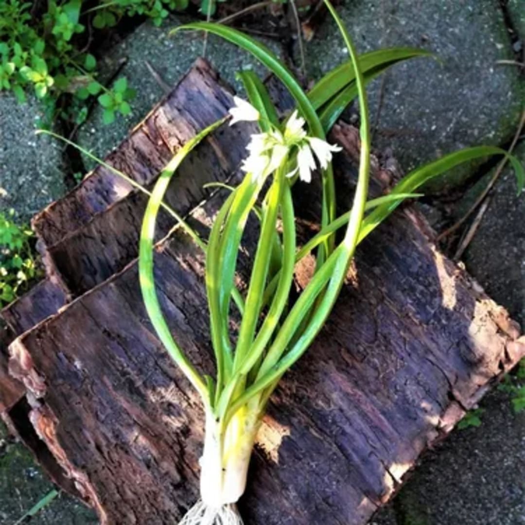 Ajo Silvestre Allium Triquetrum - Miniatura 4