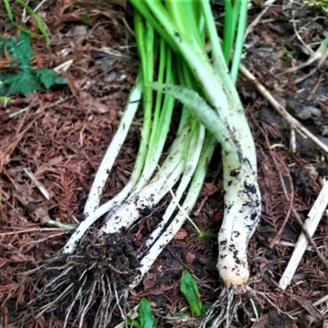 Ajo Silvestre Allium Triquetrum - Miniatura 5