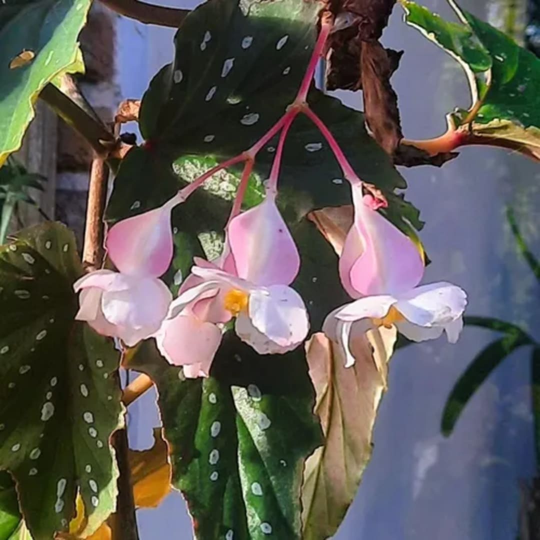 Ala De Ángel Begonia Serratipetala - Miniatura 2