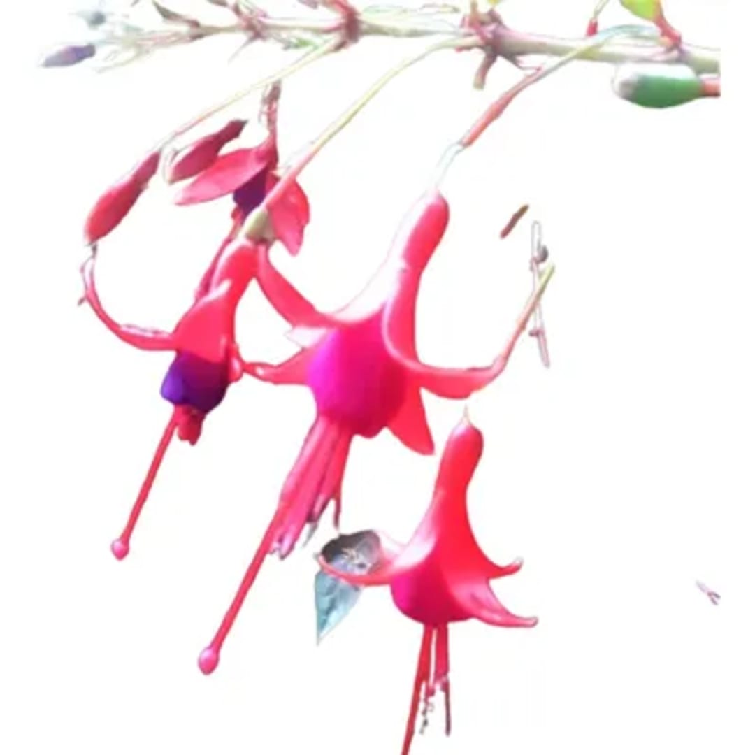 Aljaba Fuchsia Magellanica Pendientes De La Reina - Imagen 1