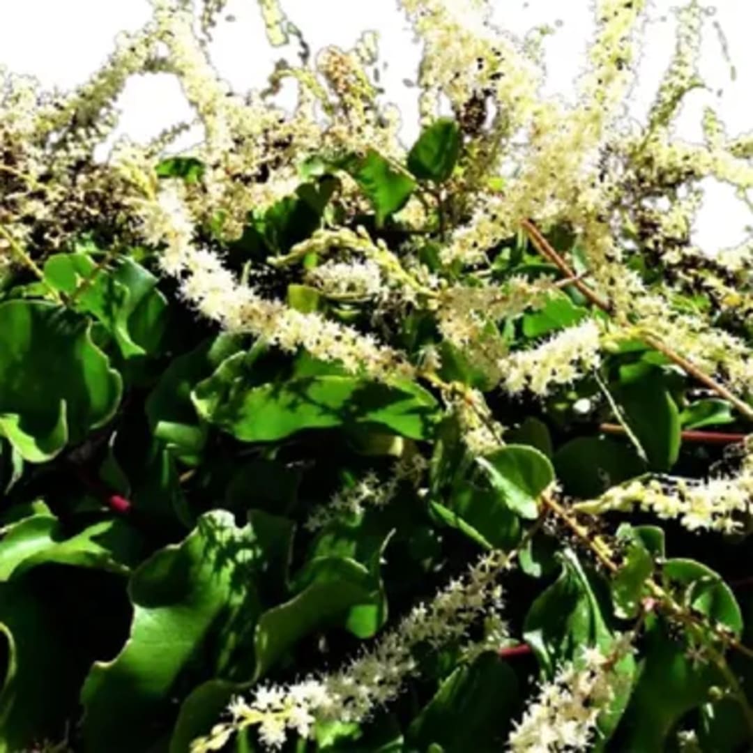 Anredera Cordifolia Comestible - planta apoyante perenne - Imagen 1