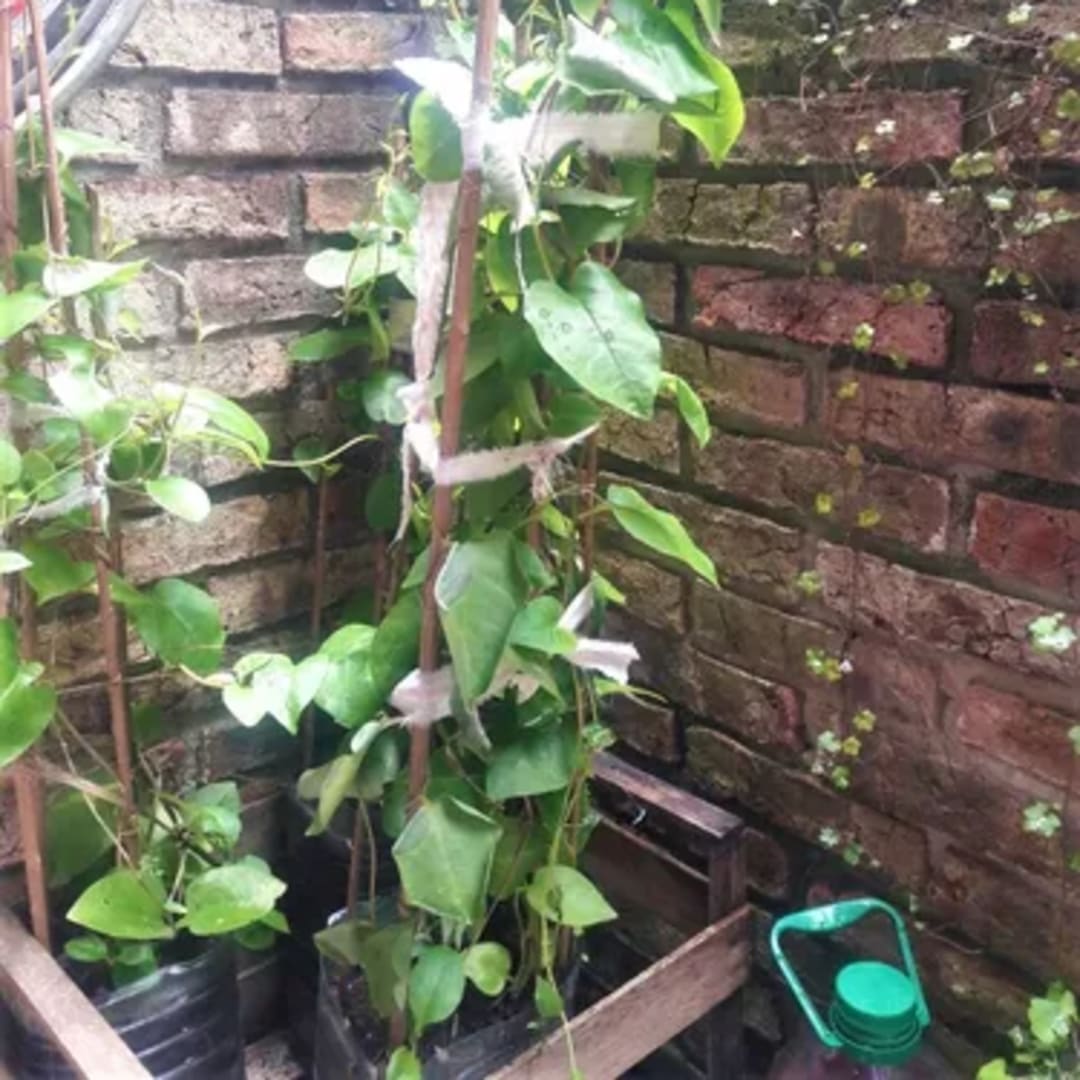 Anredera Cordifolia Comestible - planta apoyante perenne - Miniatura 3