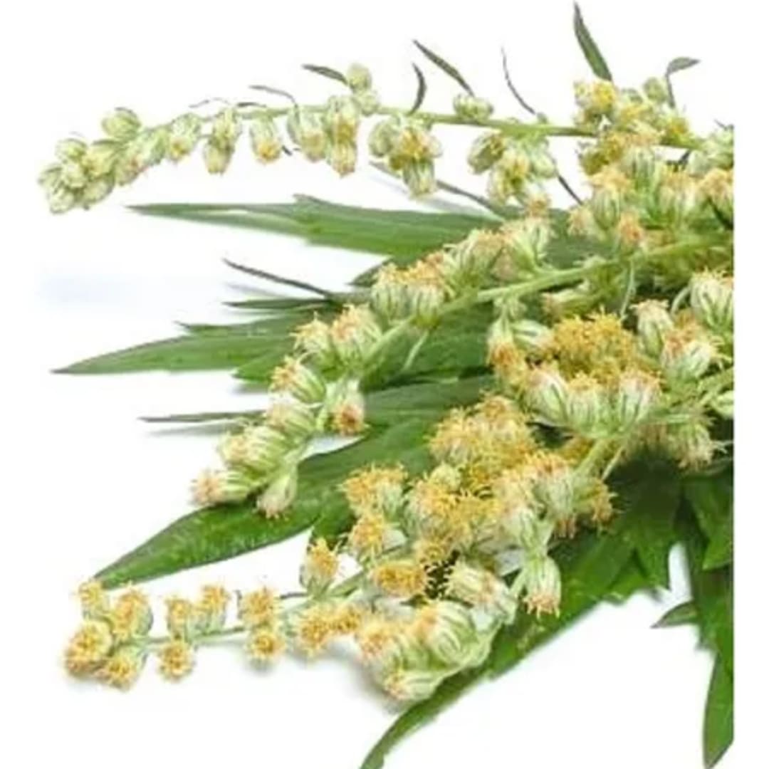 Artemisa Vulgaris - Imagen 1